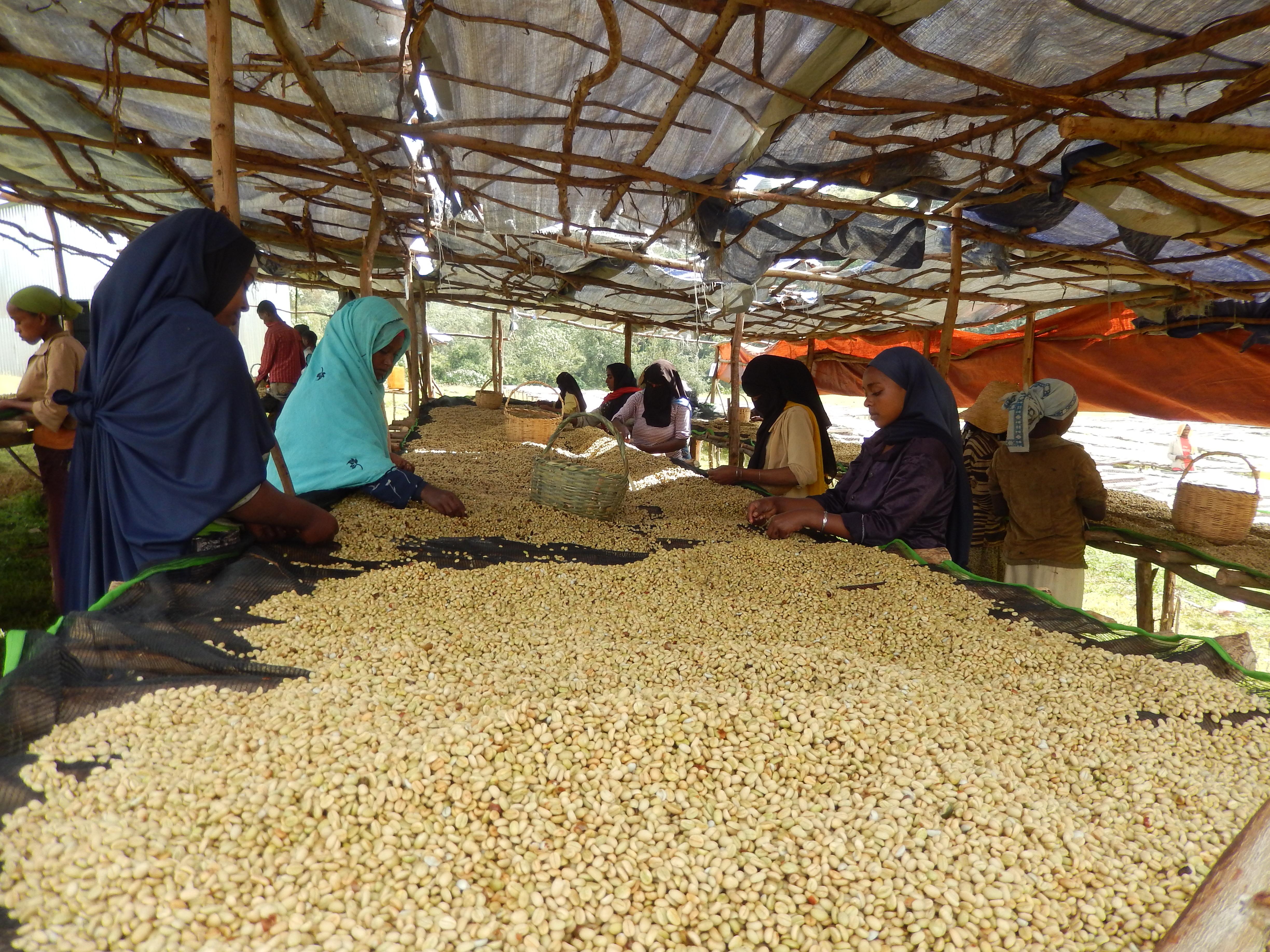 Coffee sorting station at Duromina collective