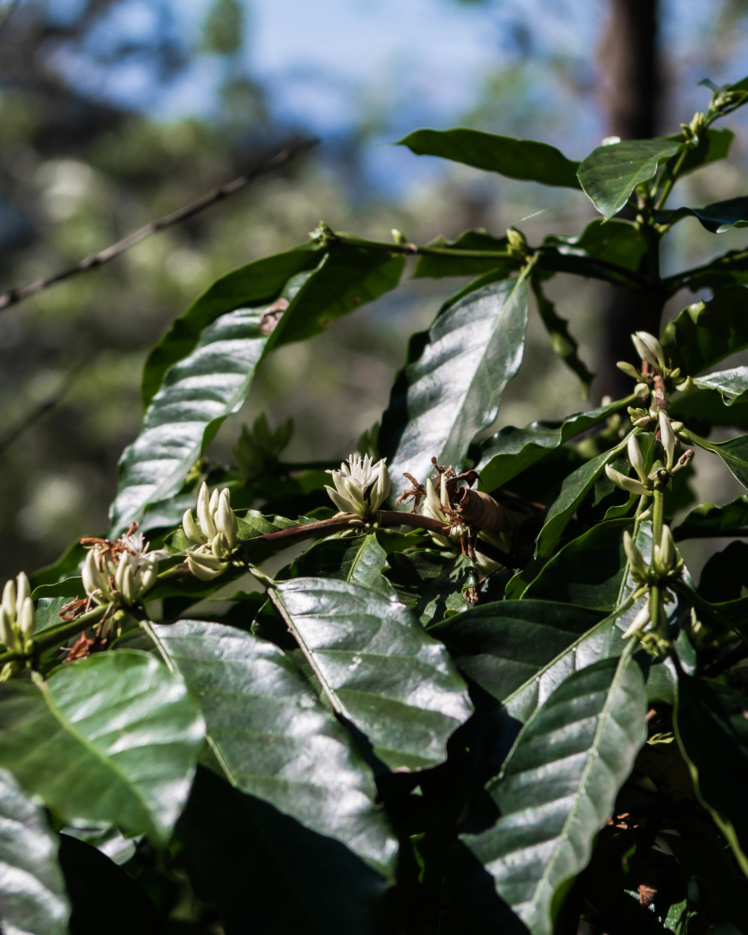 Coffee plant with green leaves and unripe coffee beans on a tree